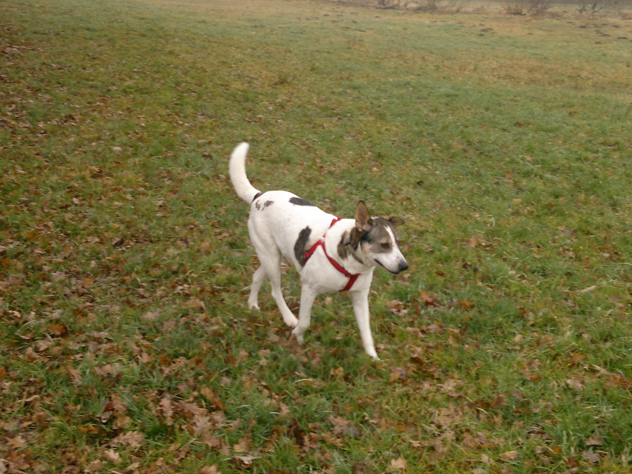 Schlank bin ich geworden.jpg (2048 x 1536)